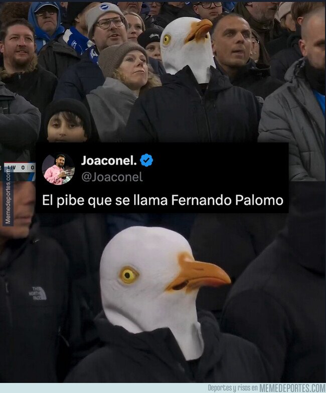 1236490 - Apareció un cabeza gaviota entre los fans del Brighton