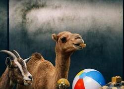 Enlace a Lego haciendo de las suyas