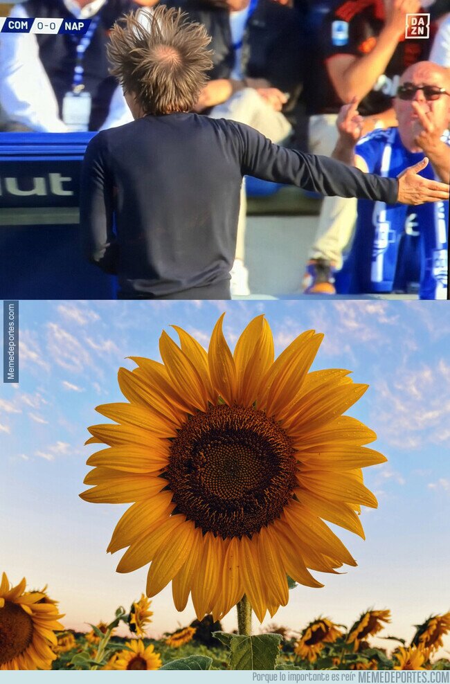 1239540 - Antonio 'El Girasol' Conte