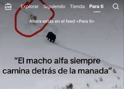 Enlace a Esto ha subido la cuenta oficial de TikTok de la Cultural Leonesa