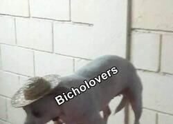 Enlace a Nunca los vi tan desesperados en mi vida