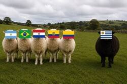 Enlace a La oveja negra de Sudamérica