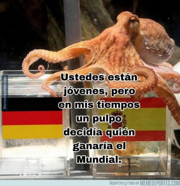 1242056 - Pulpo Paul, nunca te olvidaré