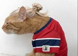 Enlace a Mi gato Erlingo