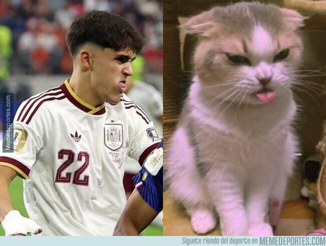1243358 - El gato Cubarsí