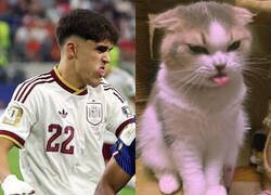Enlace a El gato Cubarsí