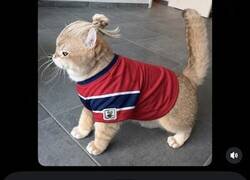 Enlace a El gatito Haaland