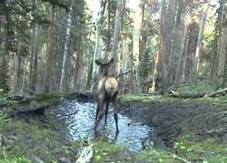 Enlace a Ningún ciervo se resiste a un charco con agua