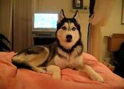 Enlace a Perros que te dicen te quiero