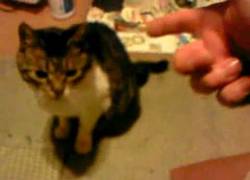 Enlace a Gato asesinado por su dueño frente a la cámara