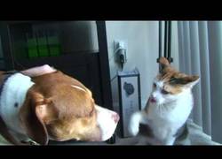 Enlace a Este gato no es muy amigable