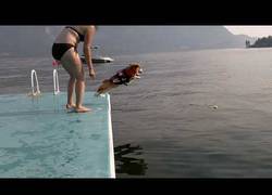 Enlace a ¡Planchazo perruno! El Mich Bucanan de los perros