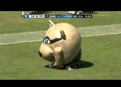 Enlace a Mascota con mucha hambre