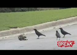 Enlace a Ardilla defendiendo a su amiga de los cuevos