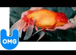 Enlace a Como para tenerlo en una pecera