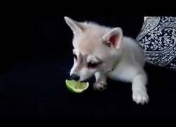 Enlace a Perro alucina al comer un poco de lima