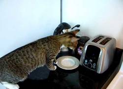 Enlace a Gato vs tostadora