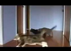 Enlace a Drift de Gatos