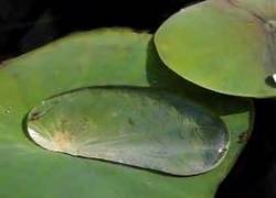 Enlace a Pez encerrado en una gota