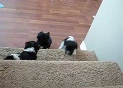 Enlace a Cachorrito vs Escalón