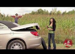 Enlace a El espantapájaros gamberro