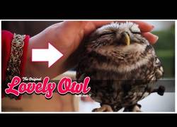 Enlace a El búho más tierno que hayas visto jamas