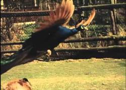 Enlace a Pavo real volando ¡Impresionante!