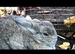 Enlace a ¿Pato o conejo?