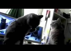 Enlace a Gatos jugando como niños