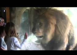 Enlace a Sofía, la niña sin miedo