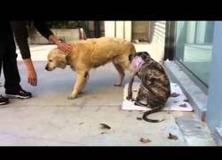 Enlace a Ayudan a perro a volver a caminar