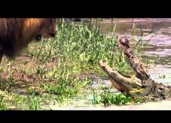 Enlace a León acojonando a un cocodrilo