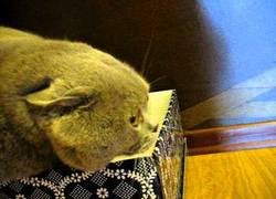 Enlace a Gato budista recitando mantras