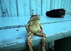 Enlace a Así las veo pasar