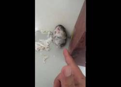 Enlace a Disparando al hamster