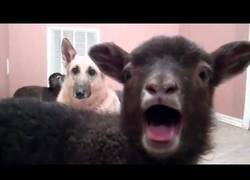 Enlace a El cordero yeah