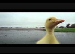 Enlace a Un pato asesino me persigue