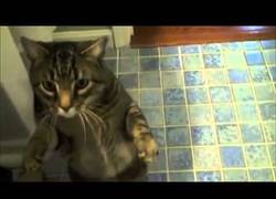 Enlace a El único gato obediente