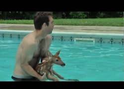 Enlace a A Bambi le encantan la piscinas