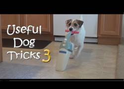 Enlace a El perro mejor adiestrado