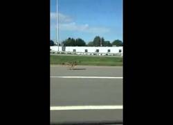 Enlace a Zorro por la autopista, tal cual
