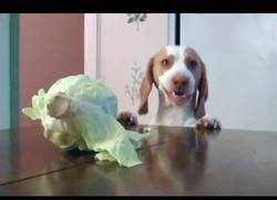 Enlace a Perro vs col, ¿qué le pasa?