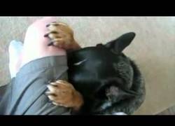 Enlace a Perro rezando antes de comer