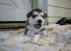 Enlace a Por favor, que alguien haga algo por él