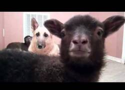 Enlace a El perro se queda a cuadros