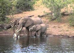 Enlace a Elefante escapa de cocodrilo