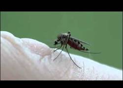 Enlace a Cómo pica un mosquito