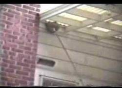 Enlace a Explotar panal de abejas a lo americano