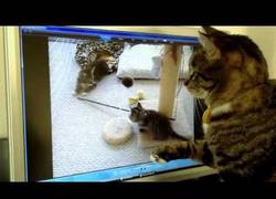 Enlace a Reacción de una gata ante sus gatitos en vídeo