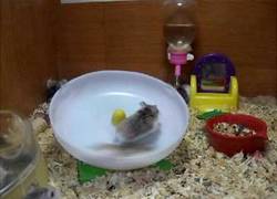 Enlace a Hamsters locos
